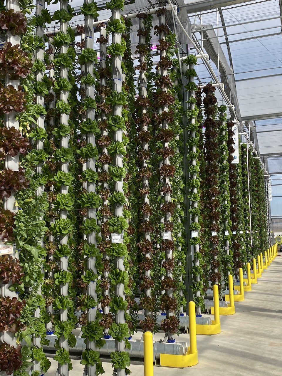 Leafy greens thriving in an Eden Green vertical hydroponic greenhouse