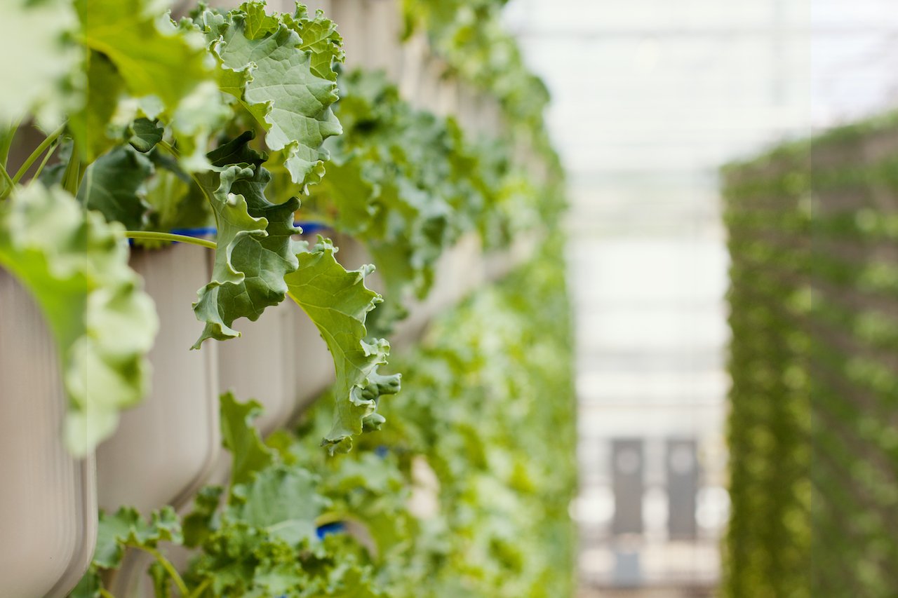 A close up of Eden Green's hydroponic chard