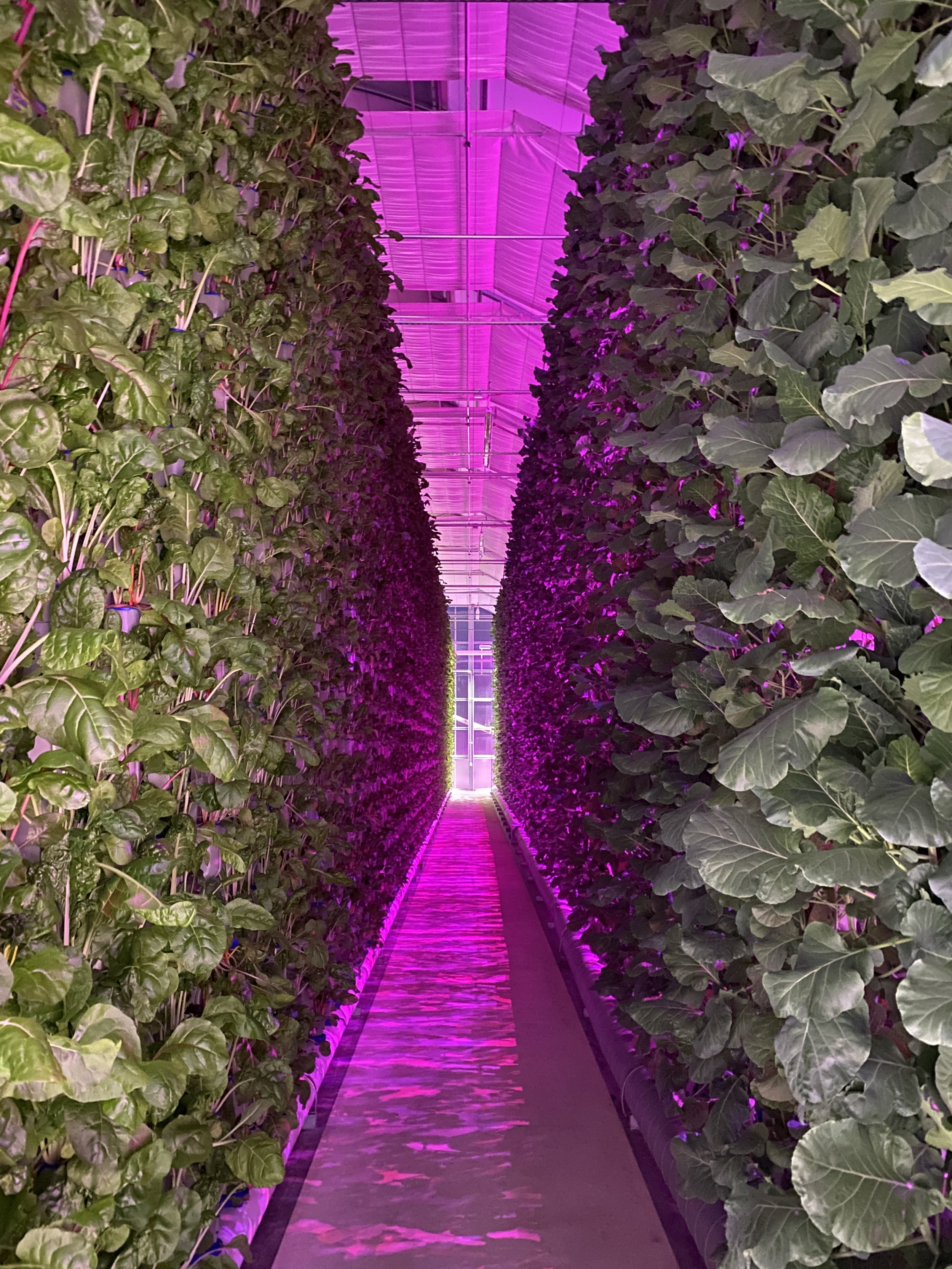 A purple haze fills the greenhouse bay when the grow lights are on