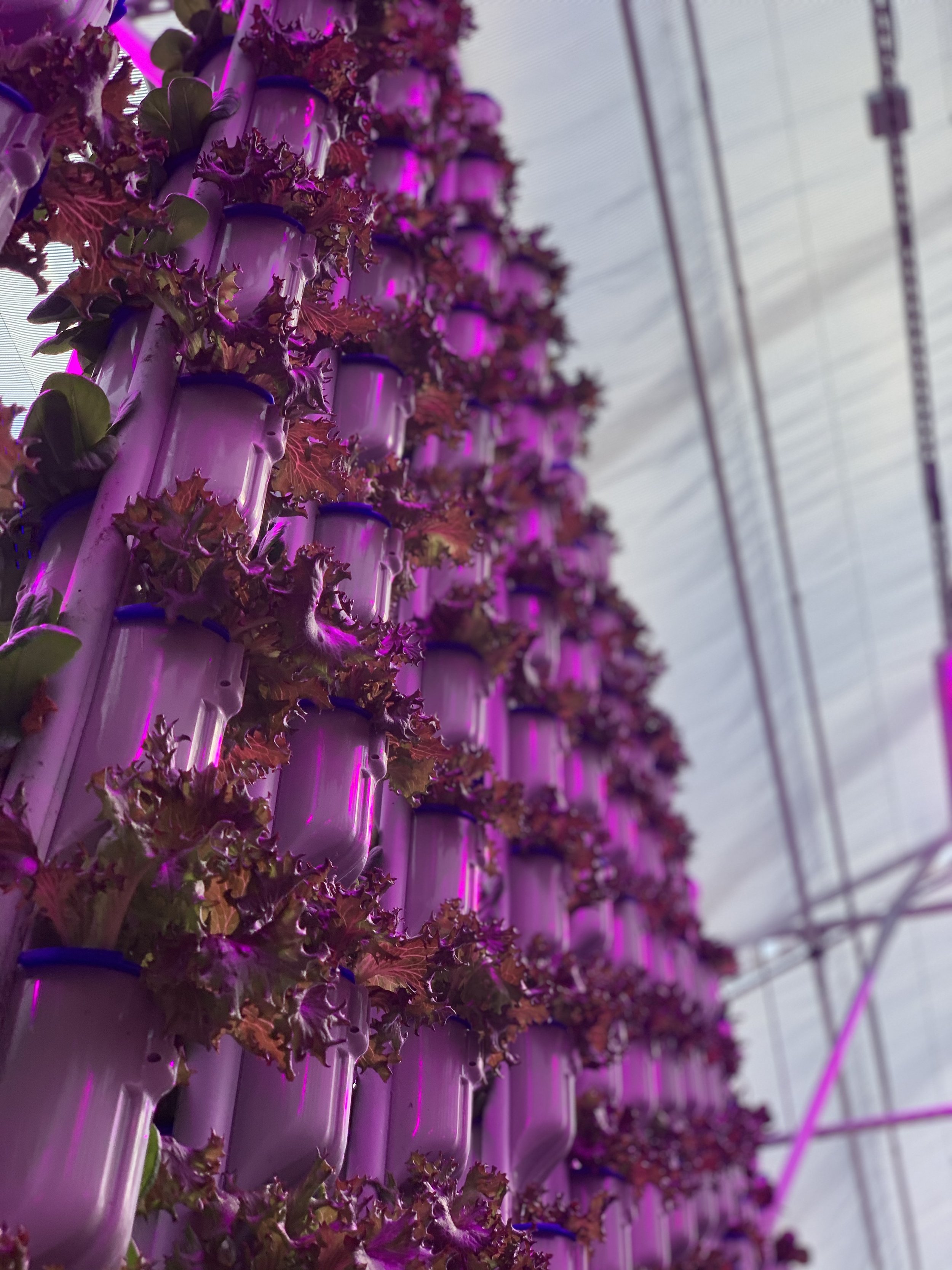 Wall of greens with a purple grow light