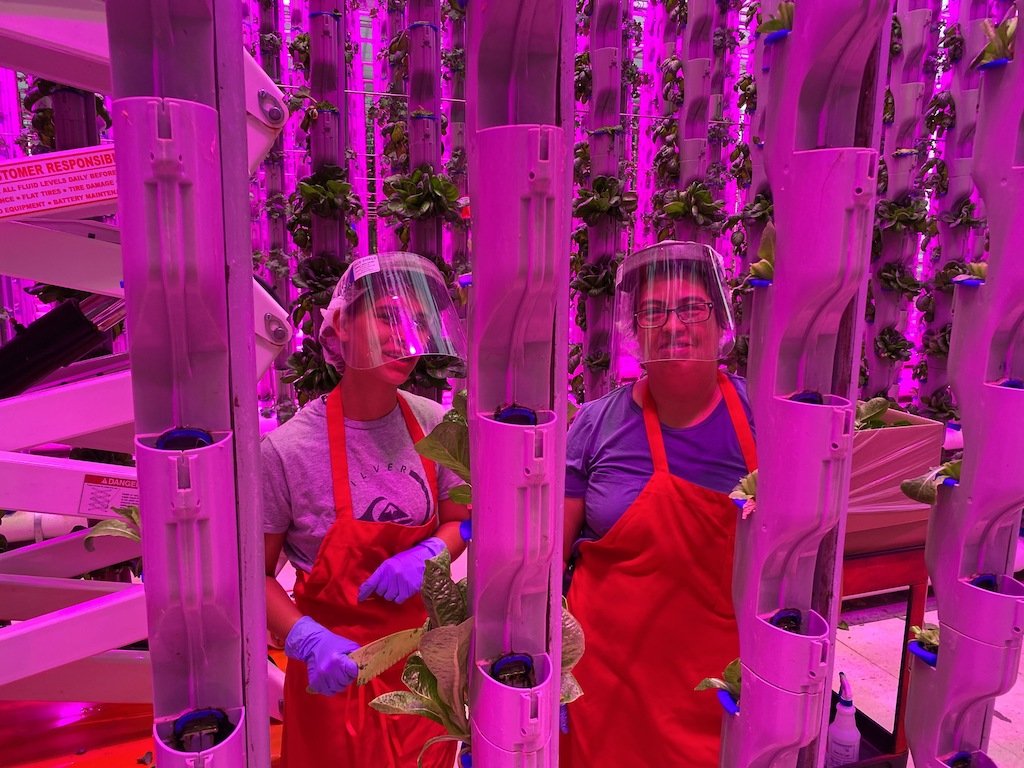 vertical farmers in ppe growers eden green technology copy.JPG