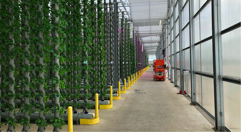 Lots of plants in long rows showing the efficiency of vertical hydroponics